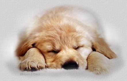 Le petit chiot